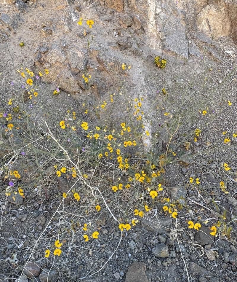 Adesmia leiocarpa photo 4
