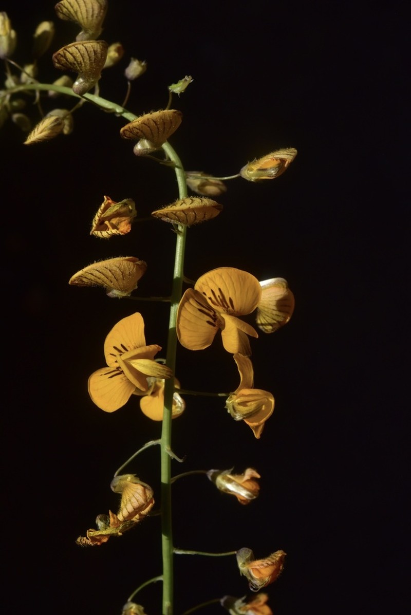 Adesmia leiocarpa photo 5