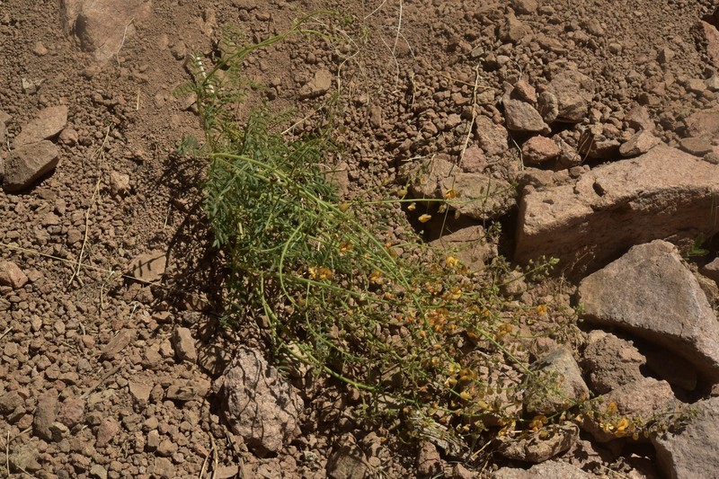 Adesmia leiocarpa photo 6