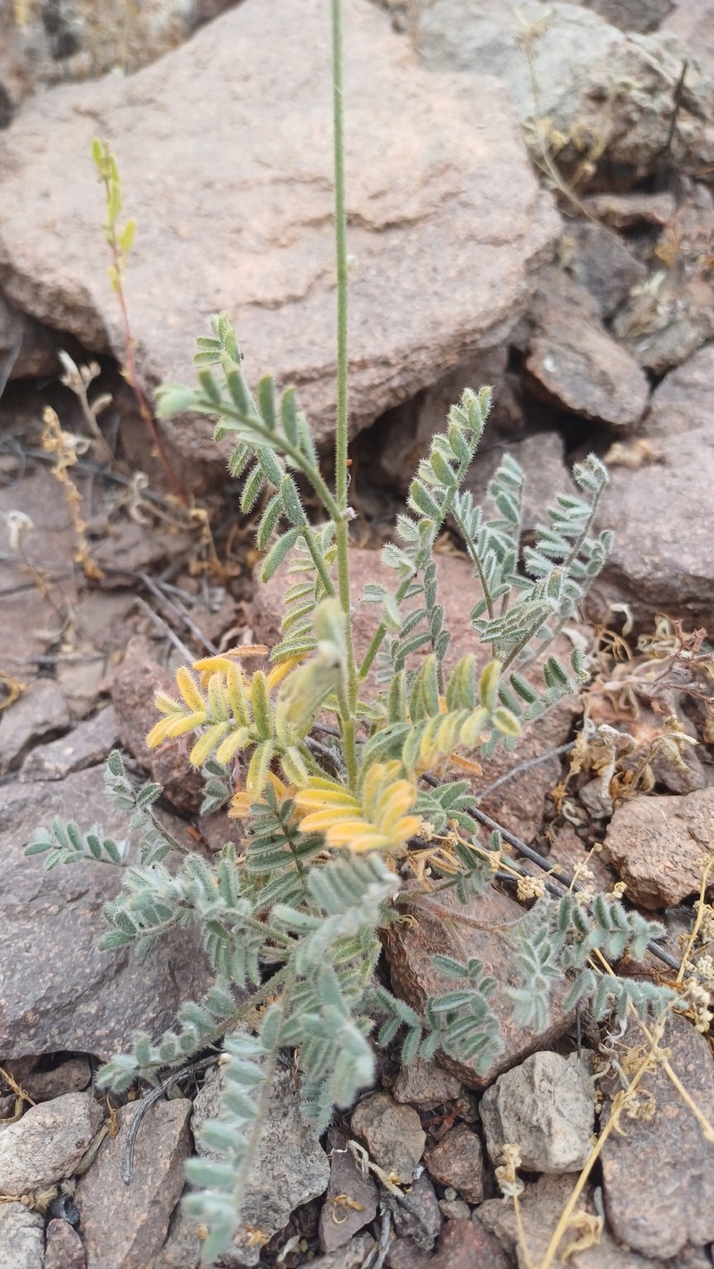 Adesmia leiocarpa photo 8