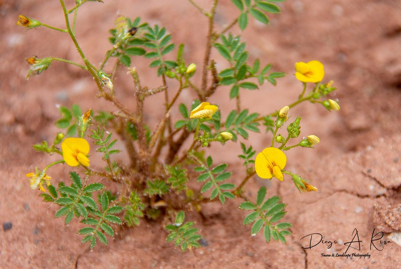 Adesmia leptobotrys