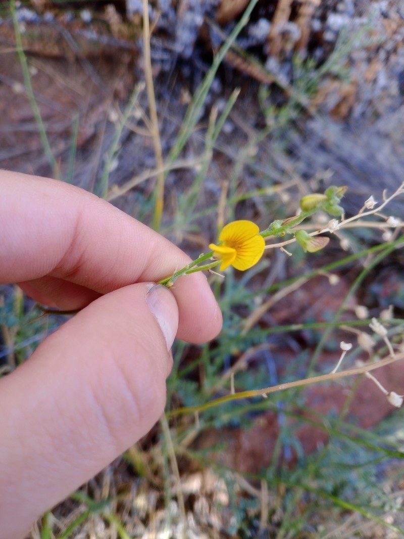 Adesmia lihuelensis