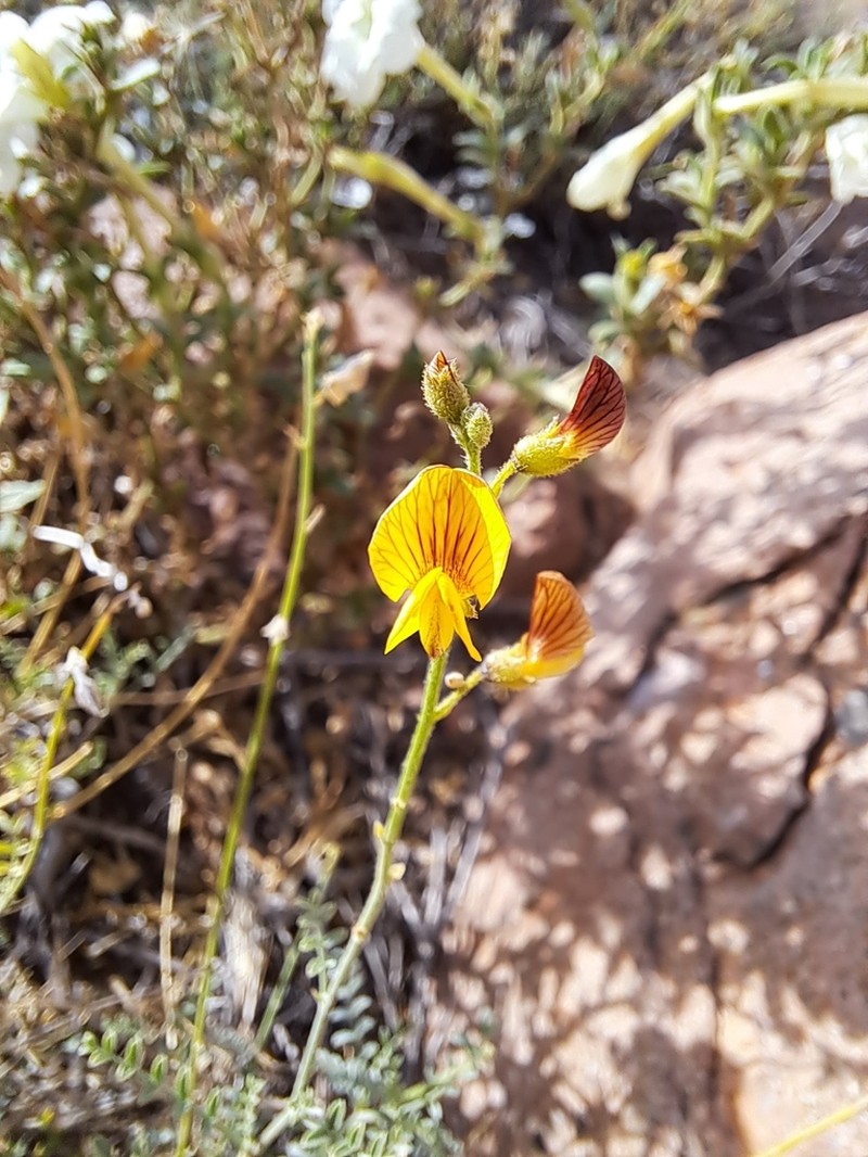 Adesmia lihuelensis photo 2