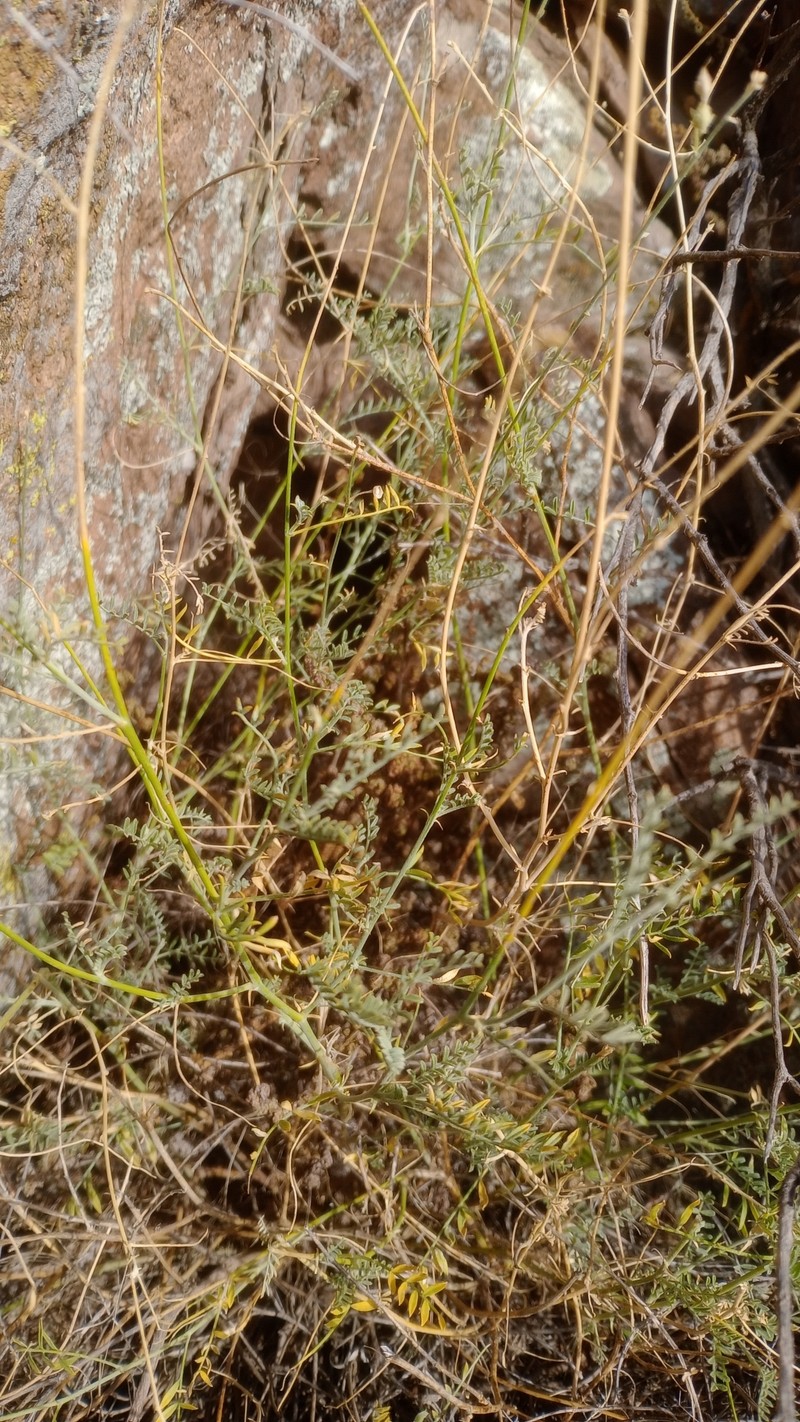 Adesmia lihuelensis photo 3
