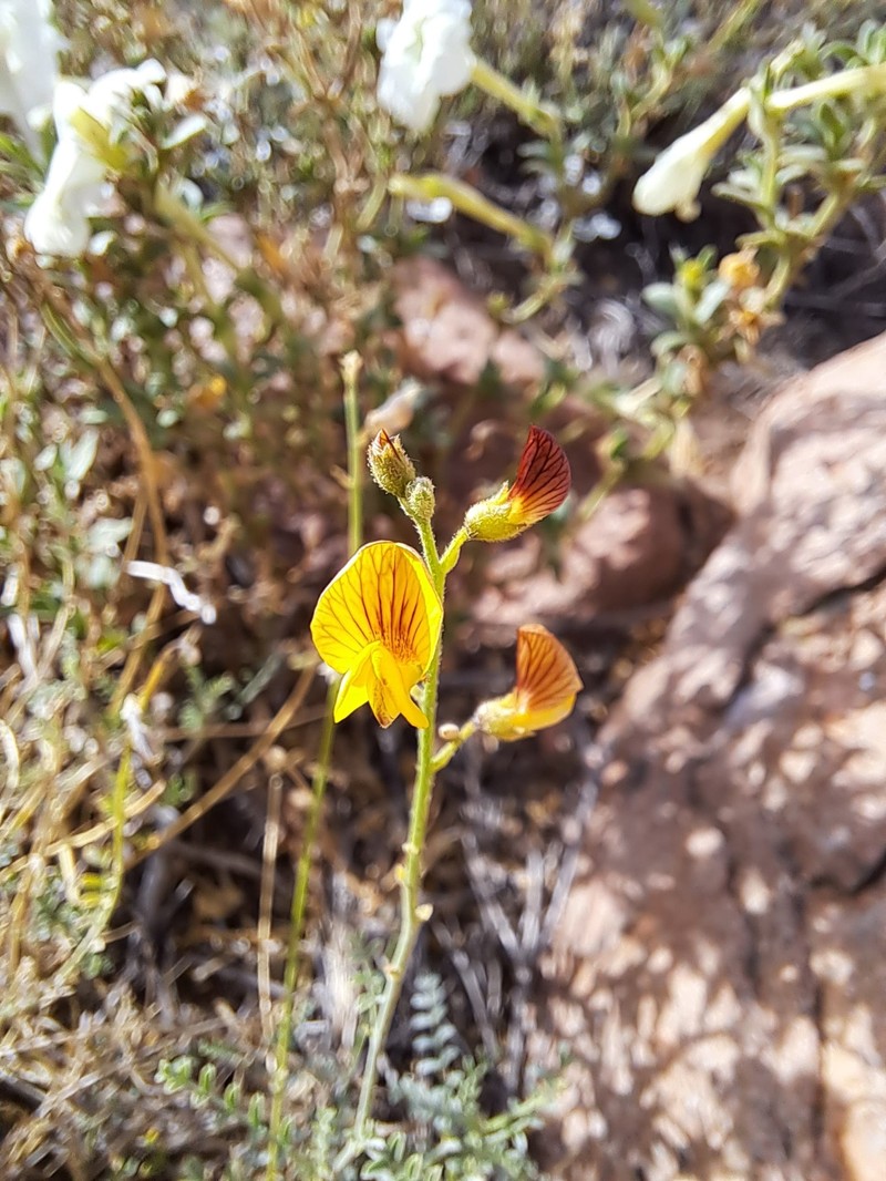 Adesmia lihuelensis photo 4