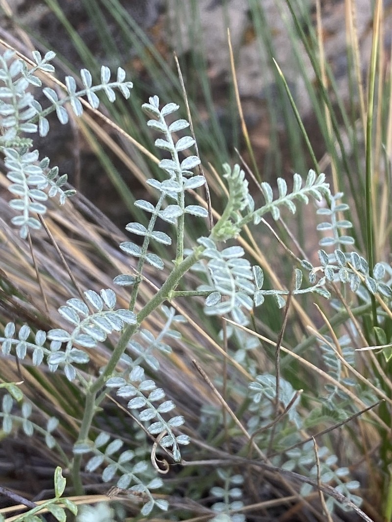 Adesmia lihuelensis photo 5