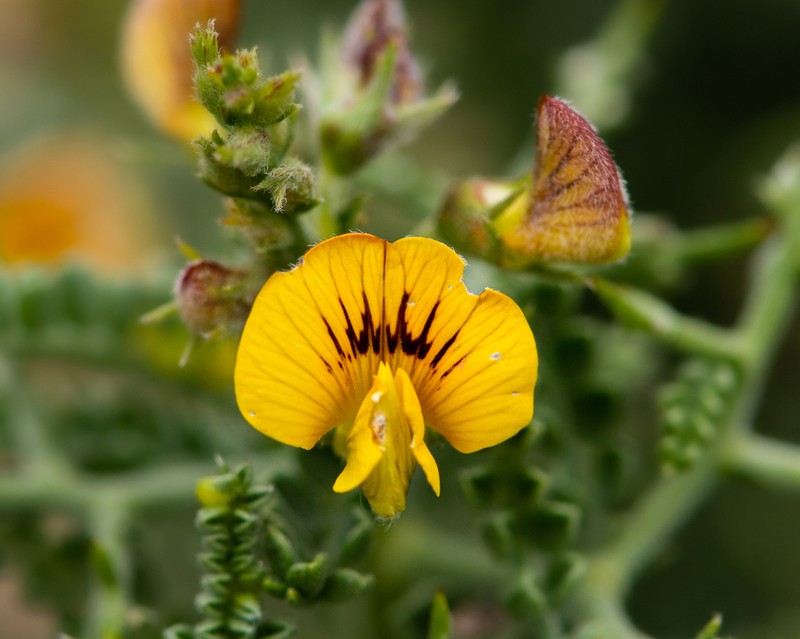 Adesmia littoralis