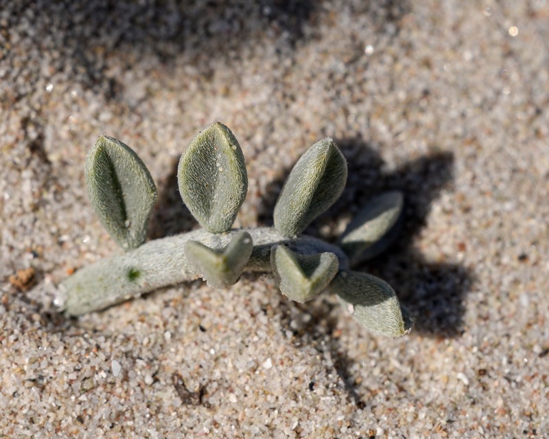 Adesmia littoralis photo 2