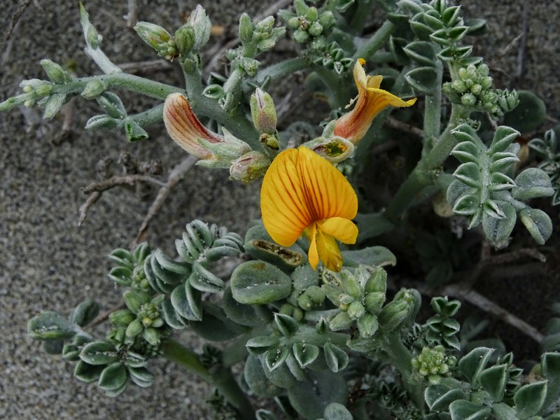Adesmia littoralis photo 5
