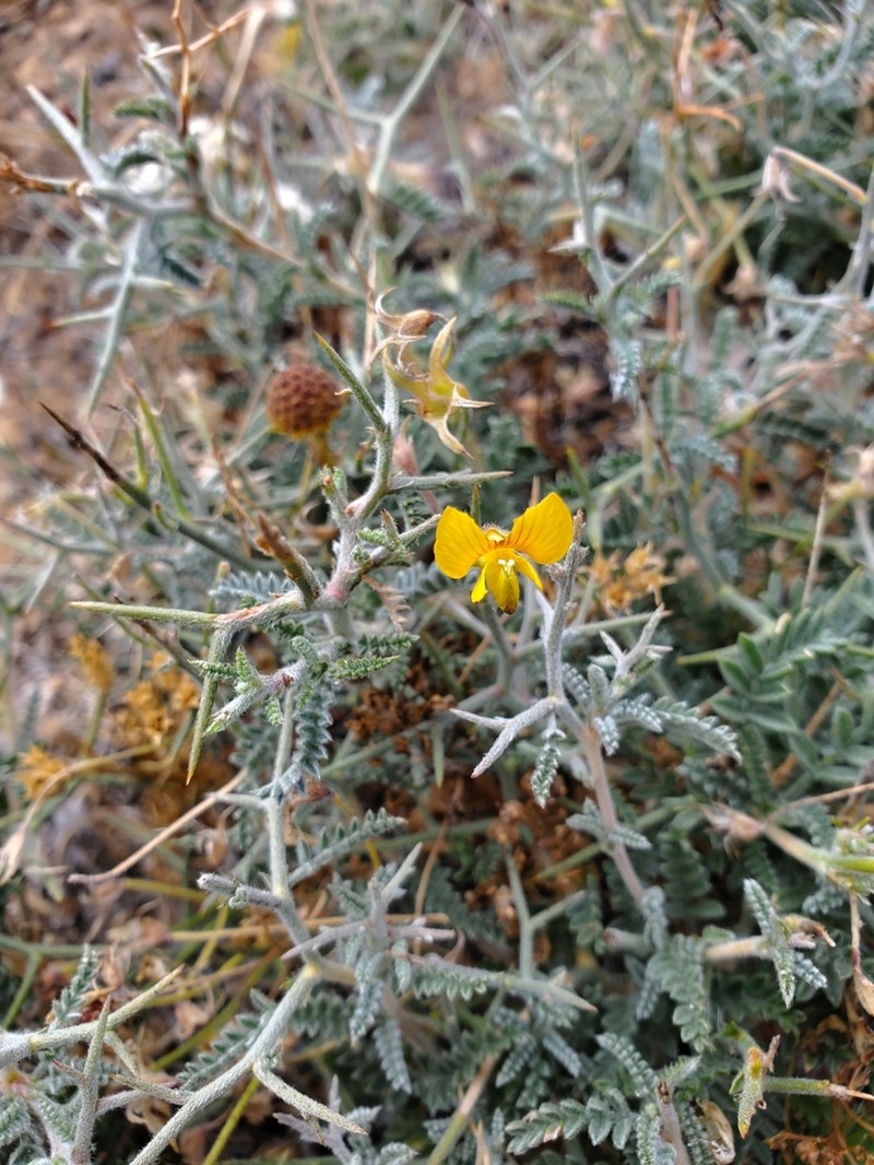 Adesmia littoralis photo 7