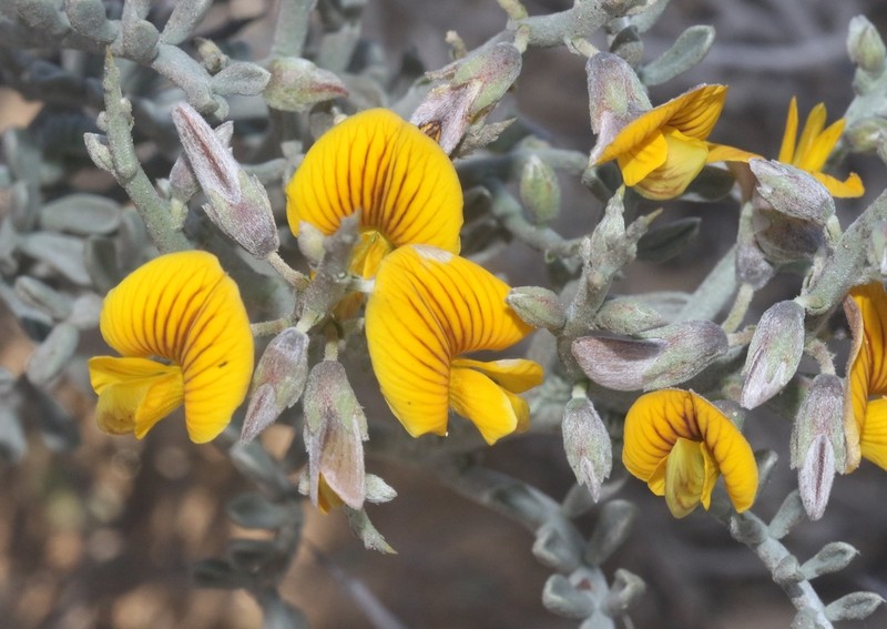 Adesmia littoralis photo 8
