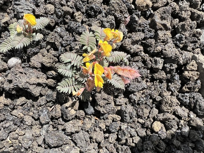 Adesmia longipes