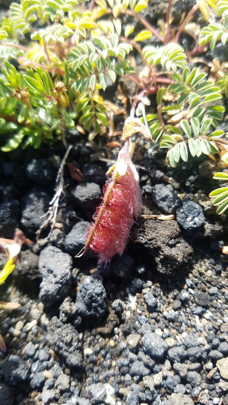 Adesmia longipes photo 2