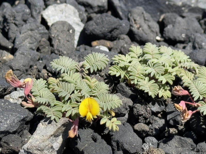 Adesmia longipes photo 3