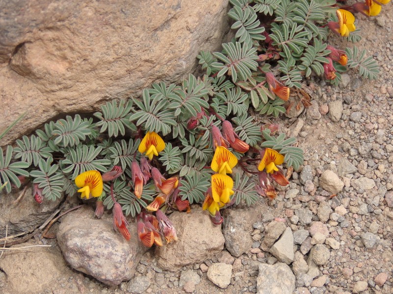 Adesmia longipes photo 4