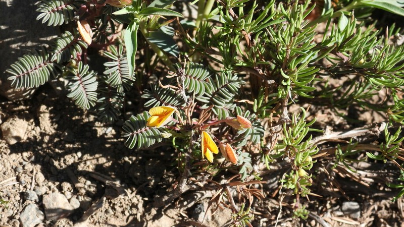Adesmia longipes photo 5