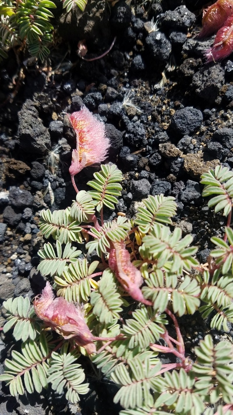 Adesmia longipes photo 6