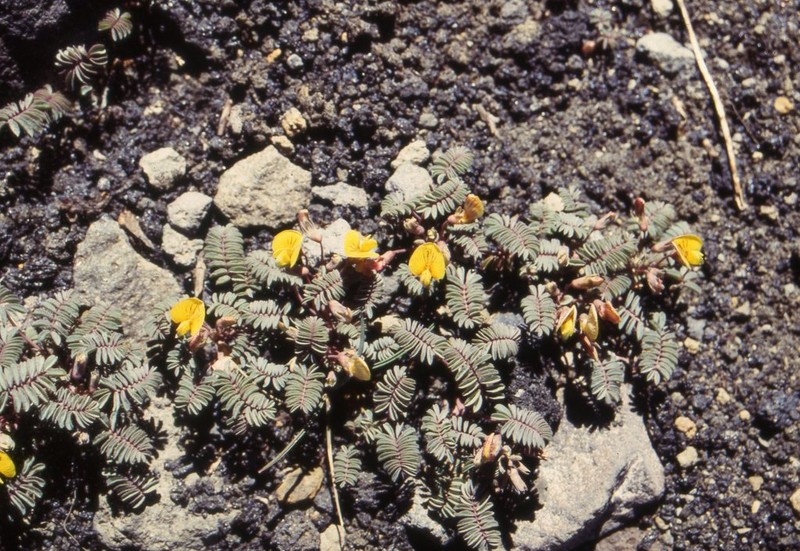 Adesmia longipes photo 7