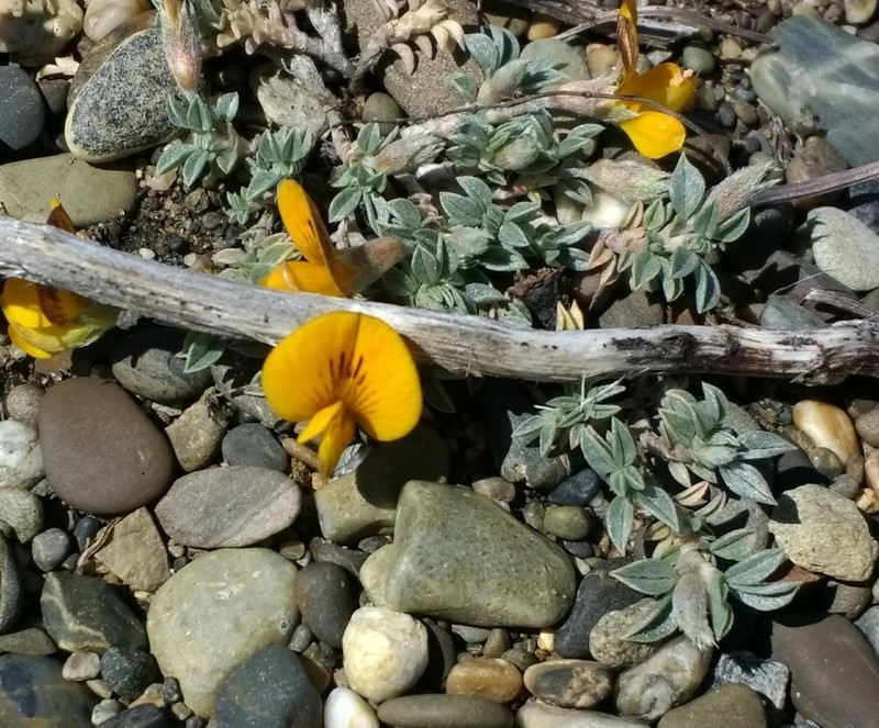 Adesmia lotoides