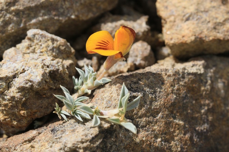 Adesmia lotoides photo 2
