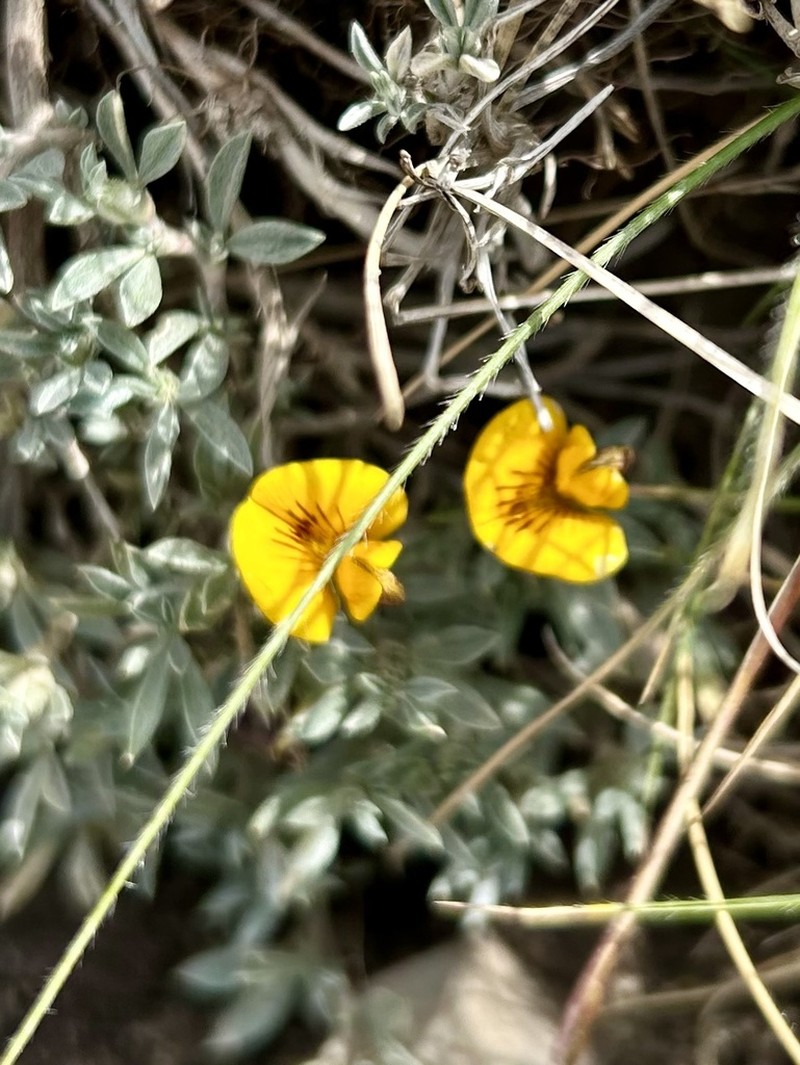 Adesmia lotoides photo 3