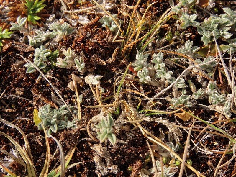 Adesmia lotoides photo 5