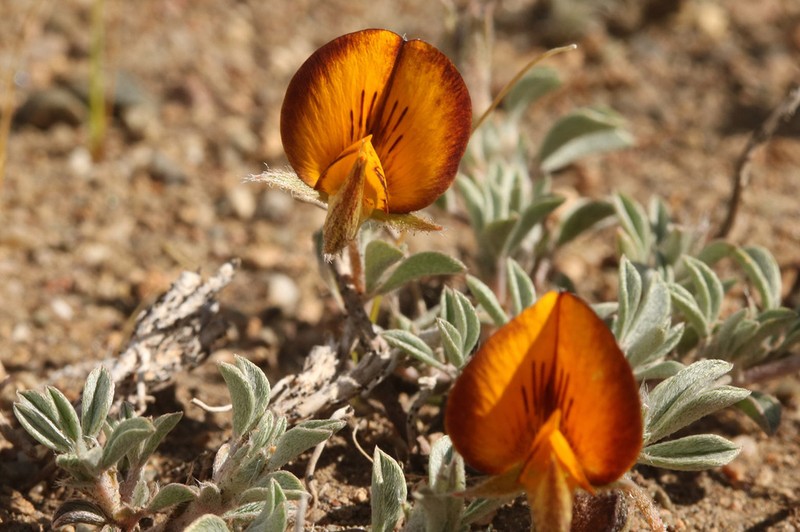 Adesmia lotoides photo 7