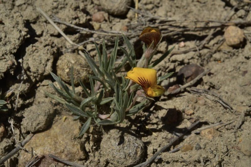 Adesmia lotoides photo 8