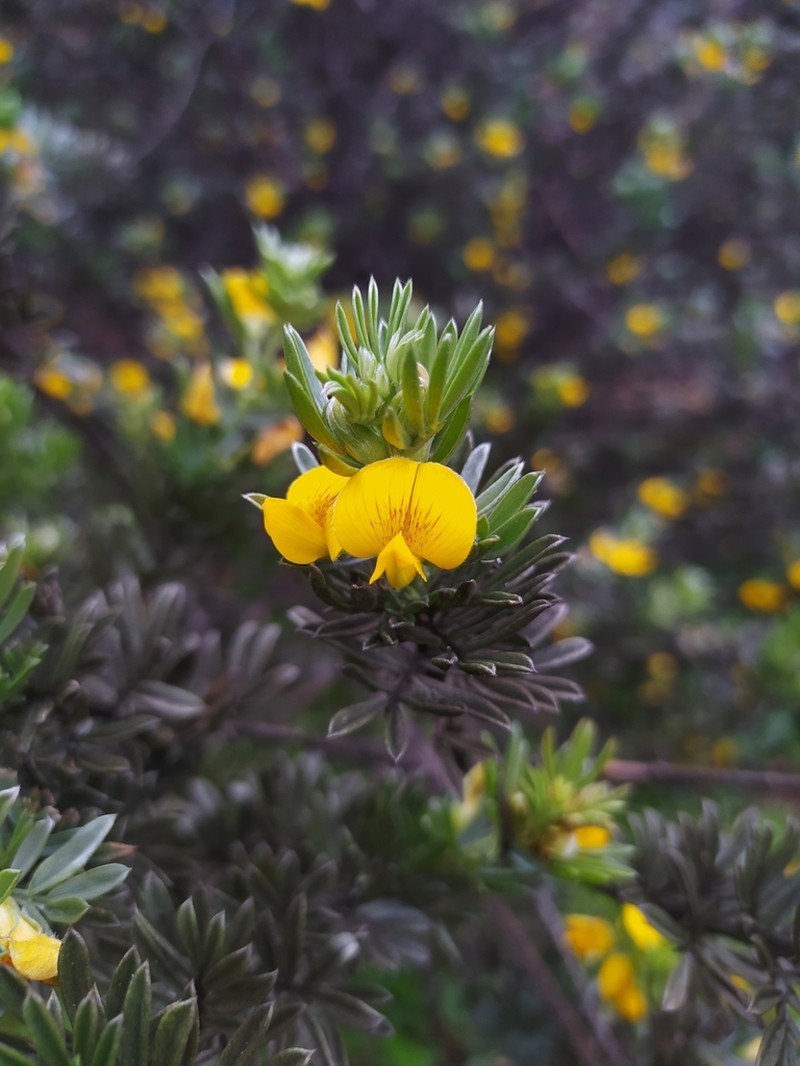 Adesmia loudonia