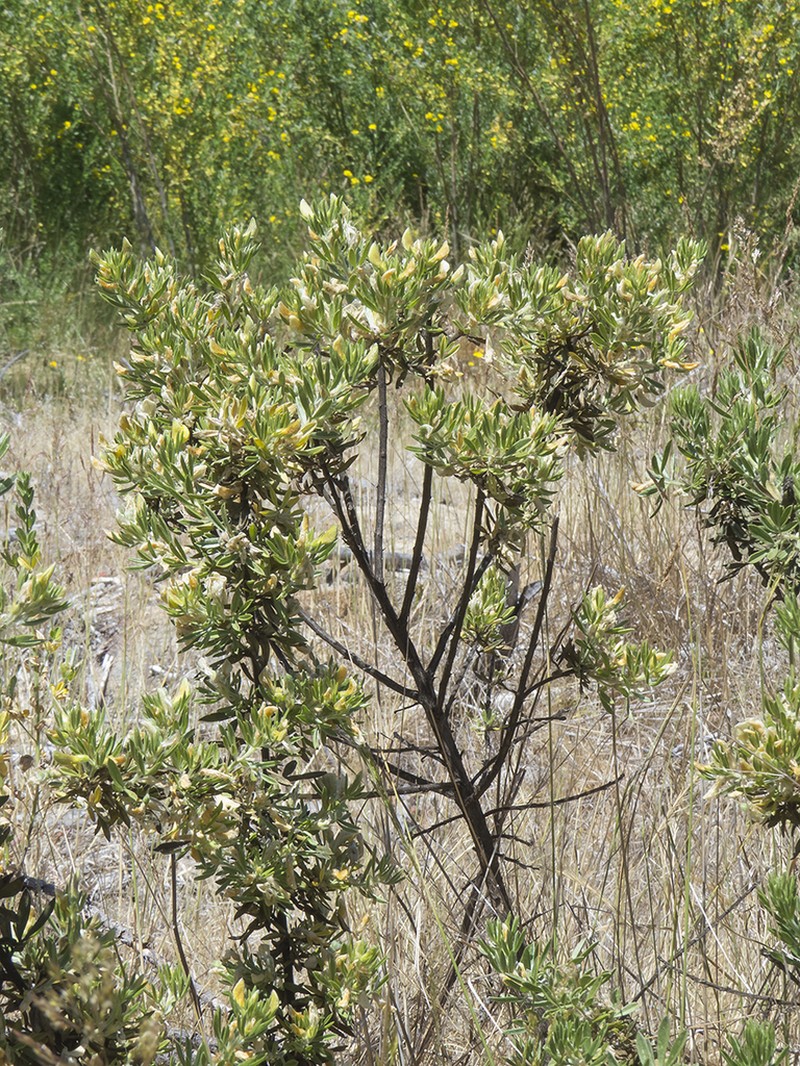 Adesmia loudonia photo 2