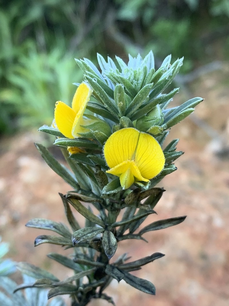 Adesmia loudonia photo 3