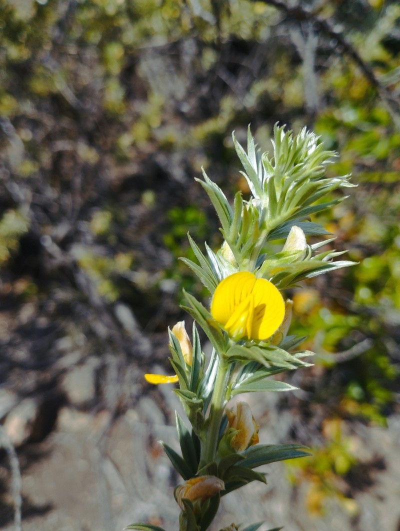 Adesmia loudonia photo 4