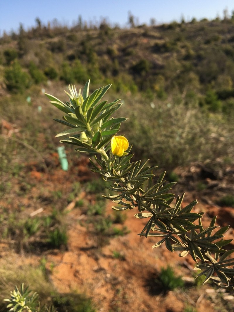 Adesmia loudonia photo 5