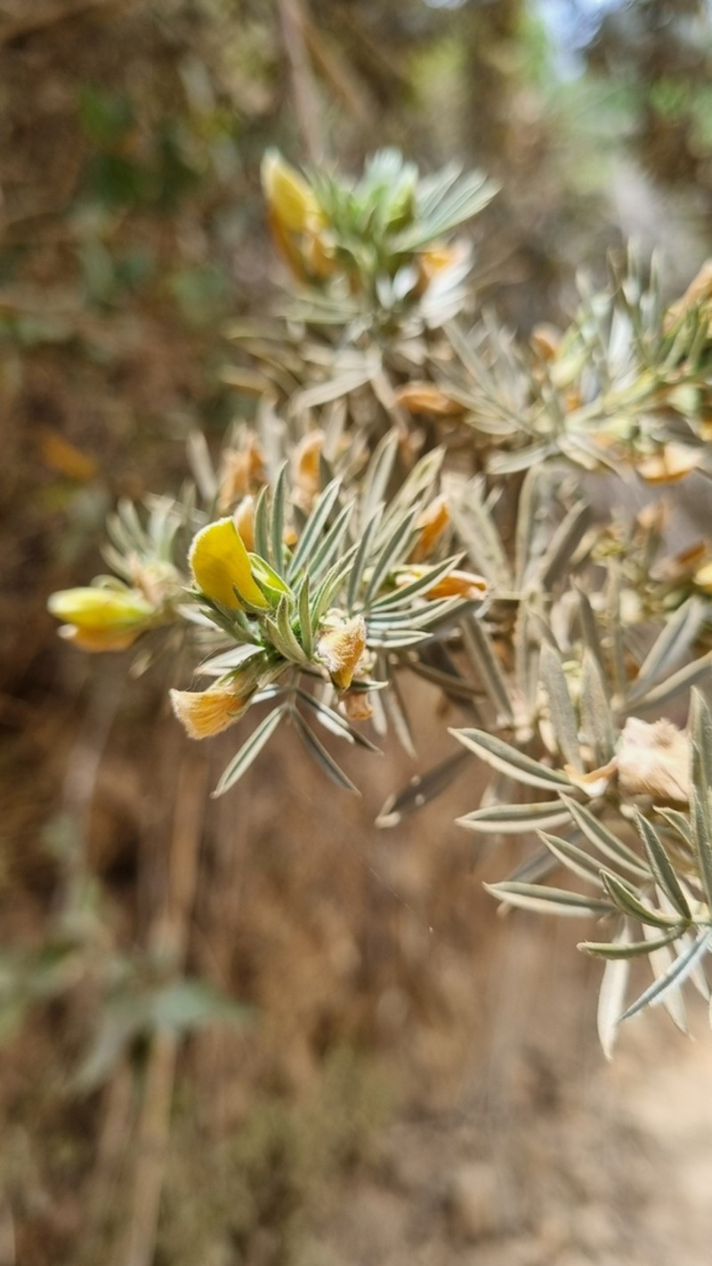 Adesmia loudonia photo 6