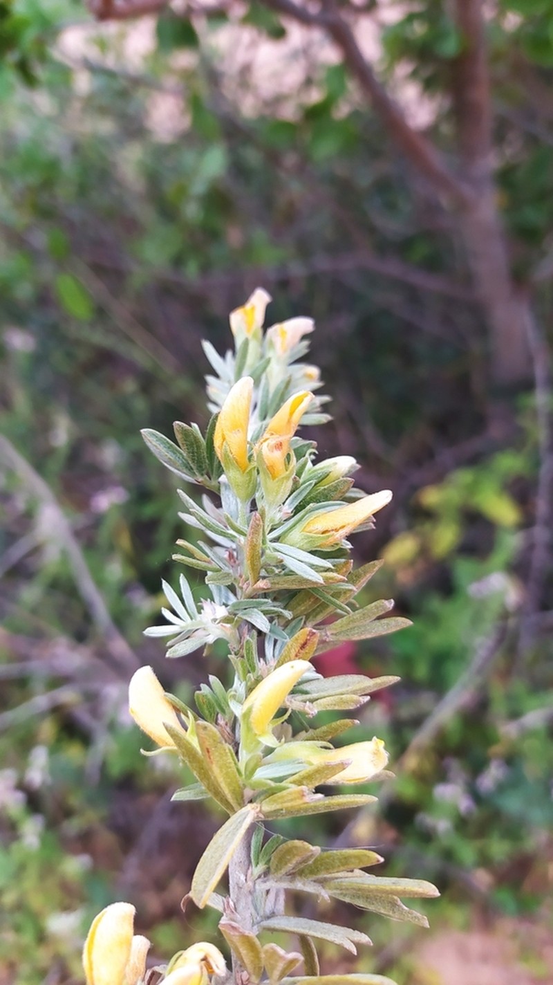 Adesmia loudonia photo 8