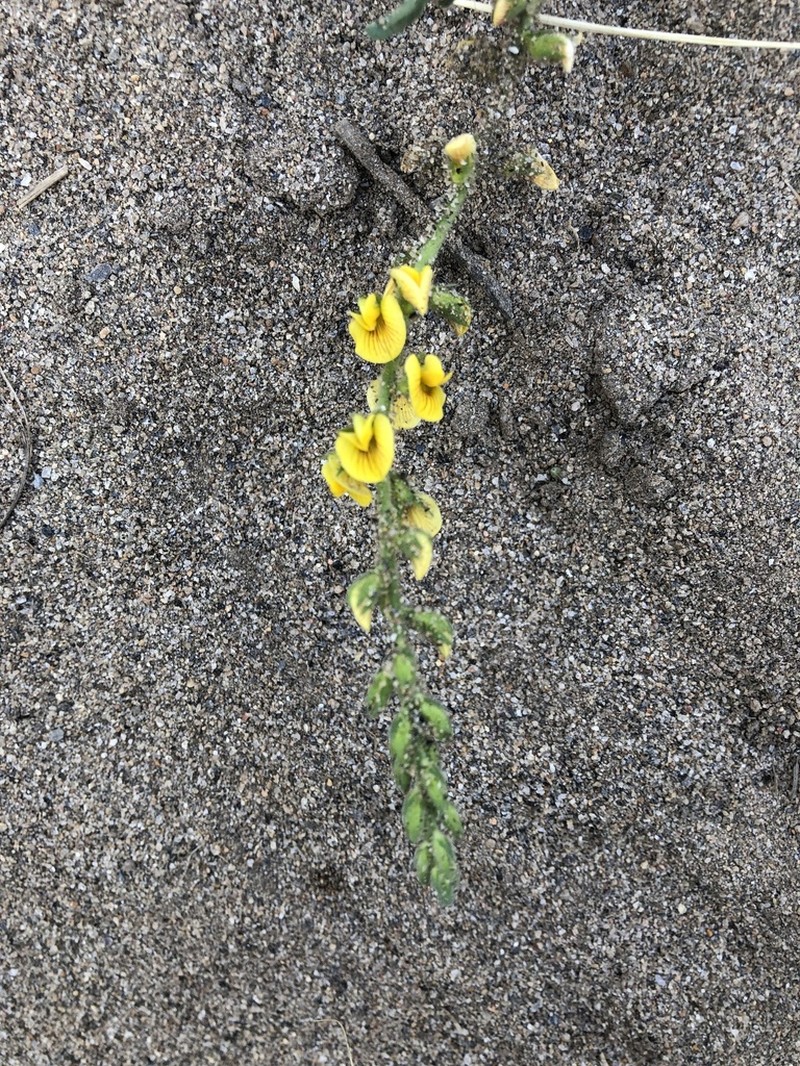 Adesmia macrostachya