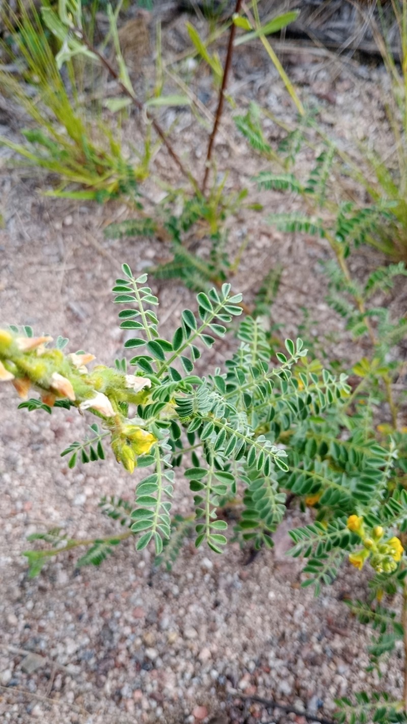 Adesmia macrostachya photo 2