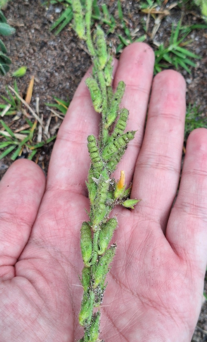 Adesmia macrostachya photo 3