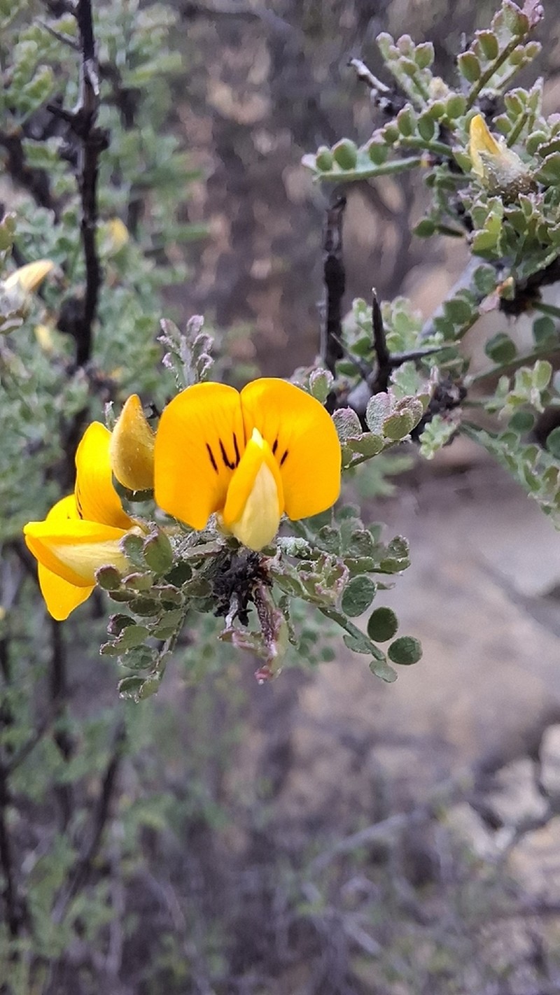Adesmia melanocaulos