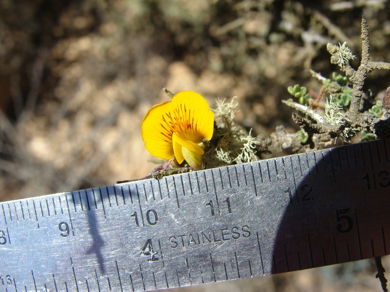 Adesmia melanocaulos photo 2