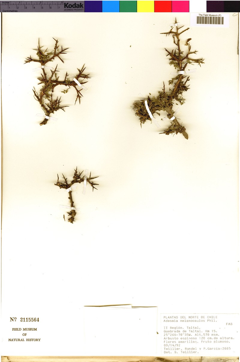 Adesmia melanocaulos photo 5