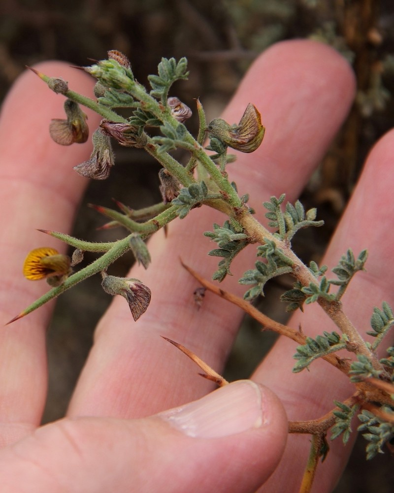 Adesmia melanthes