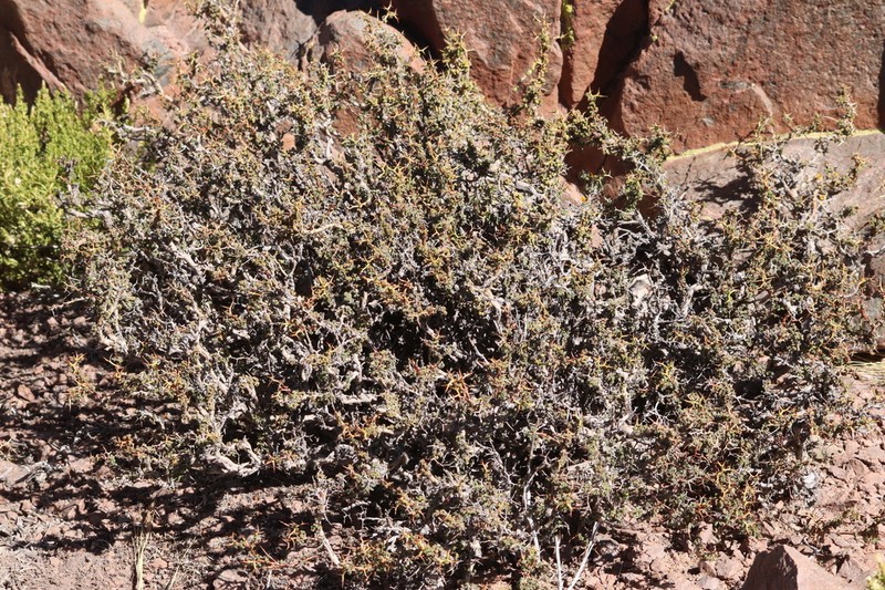 Adesmia melanthes photo 2