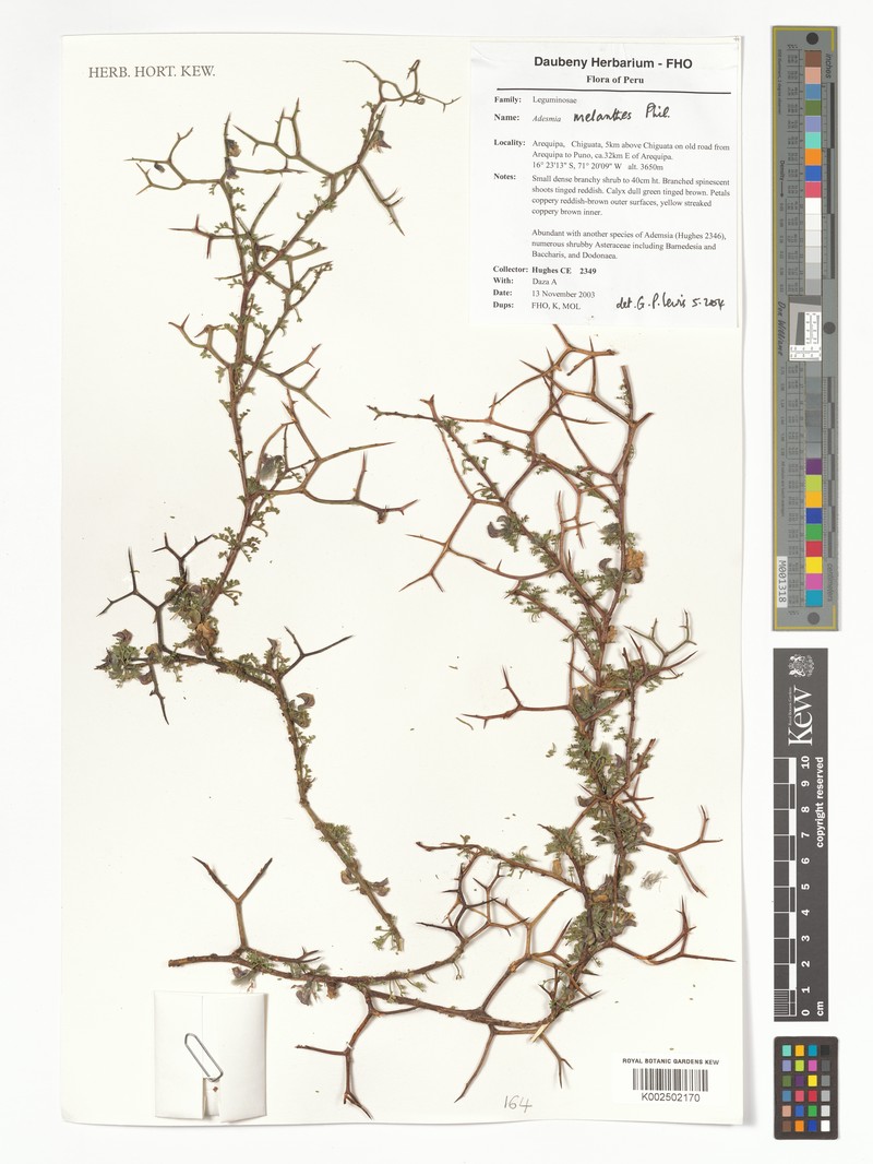 Adesmia melanthes photo 4