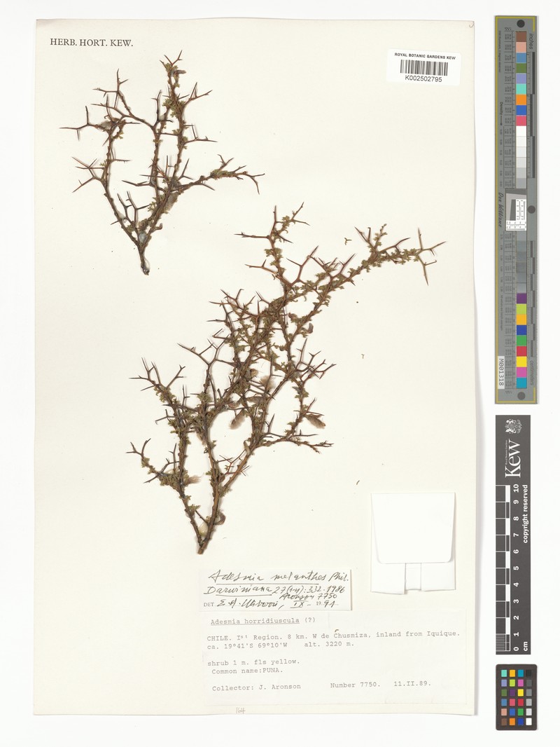 Adesmia melanthes photo 5