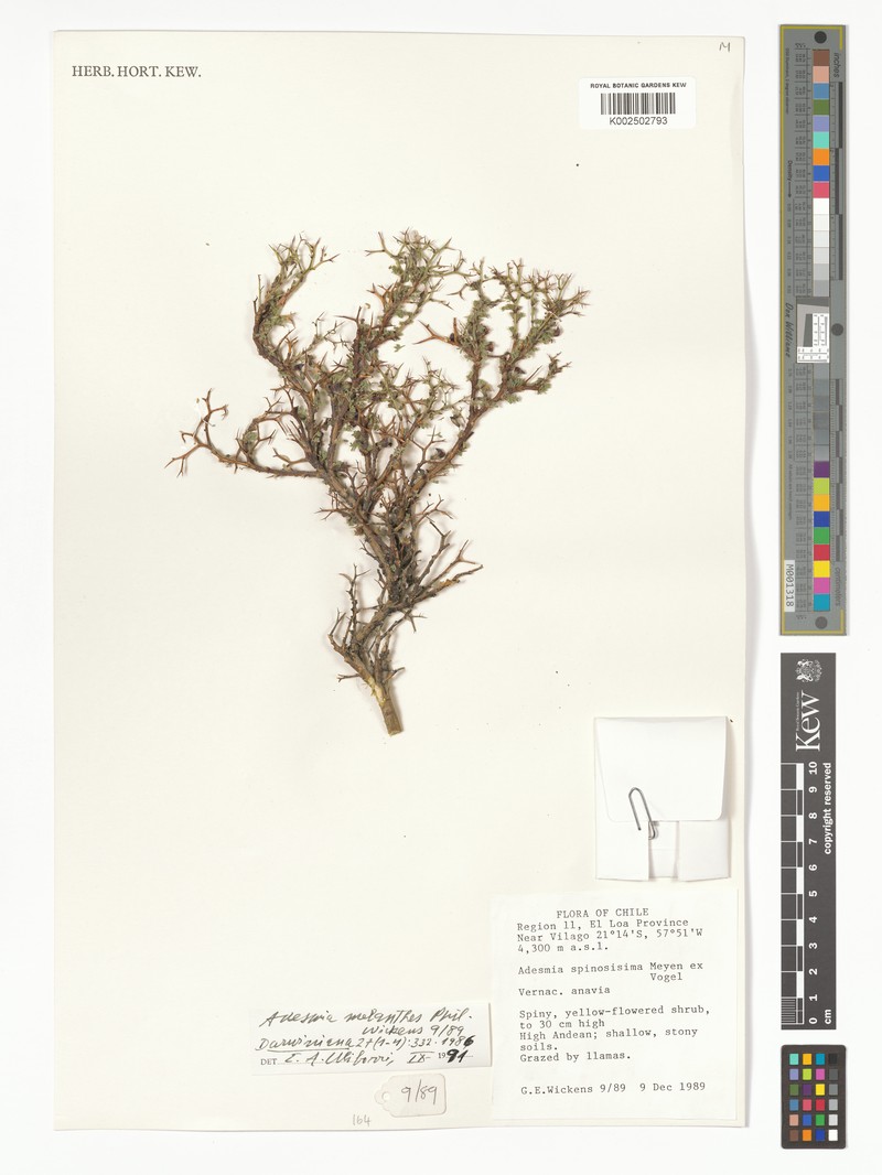 Adesmia melanthes photo 6