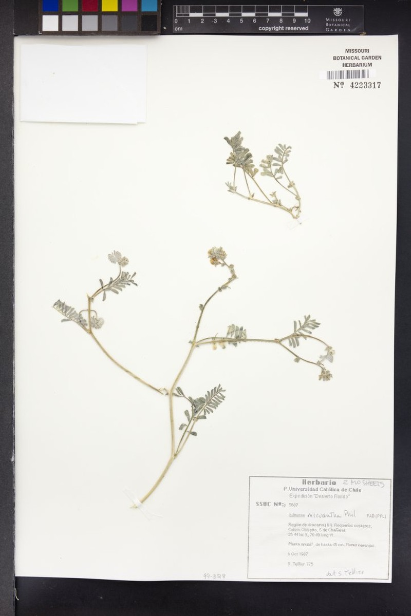 Adesmia micrantha