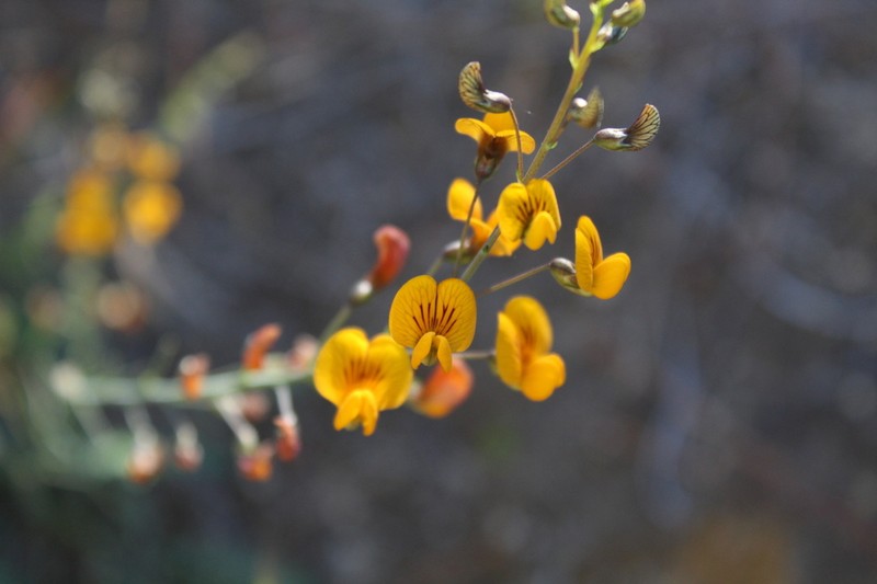 Adesmia microcalyx