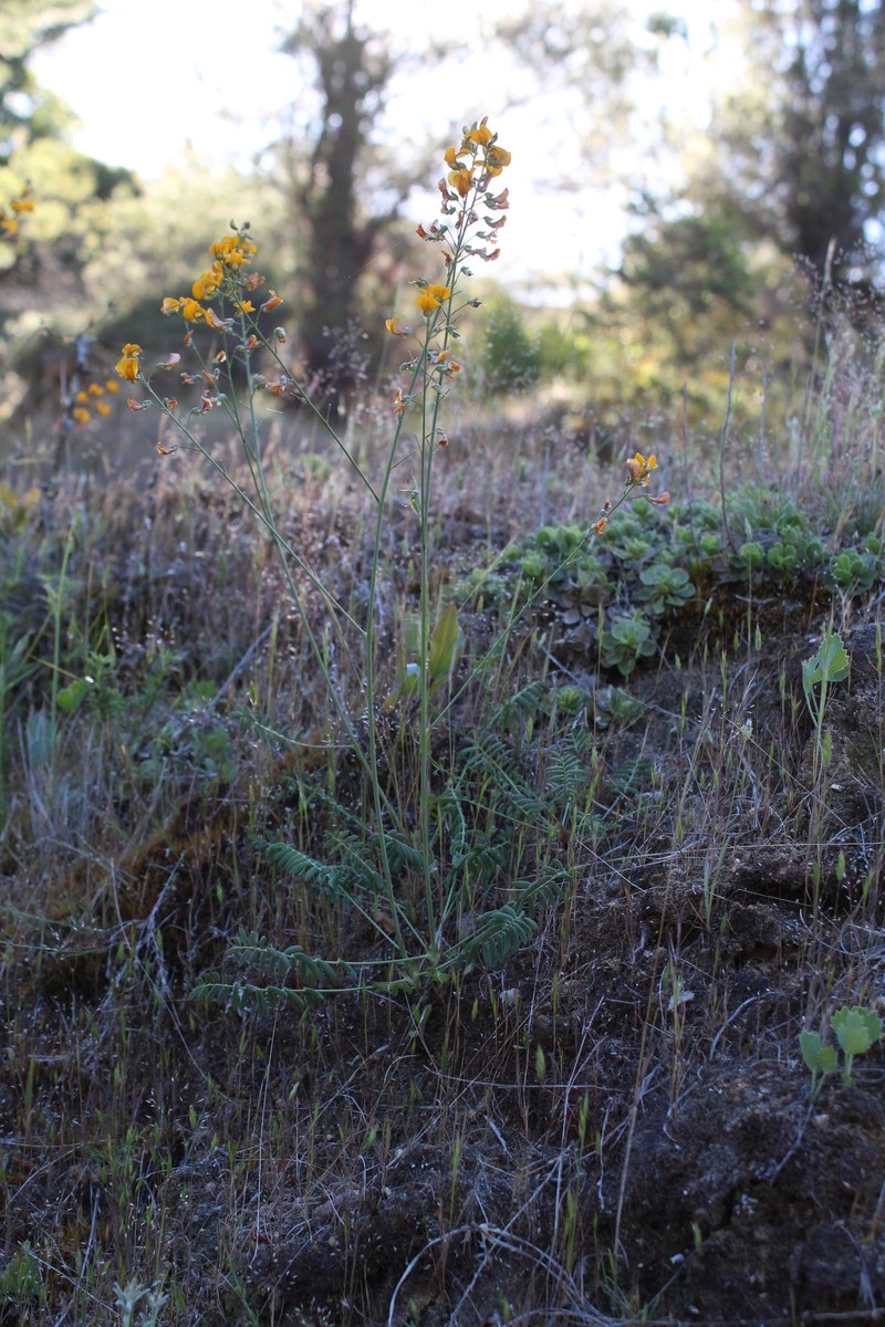 Adesmia microcalyx photo 2