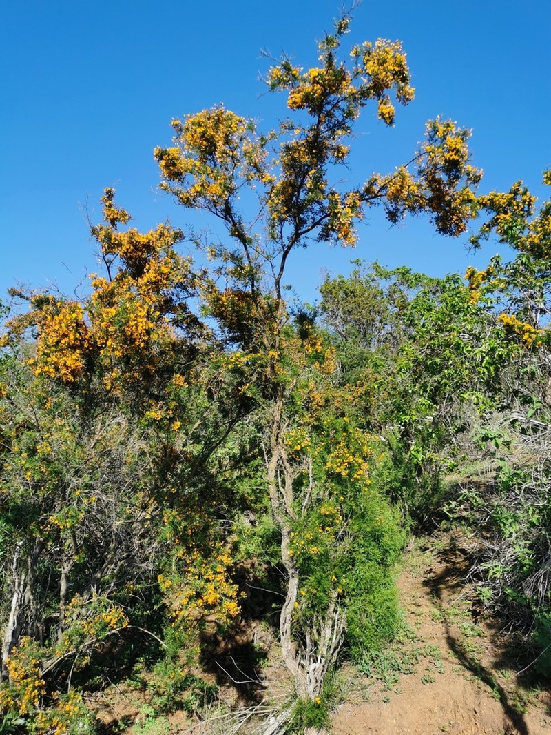 Pahuen photo 3